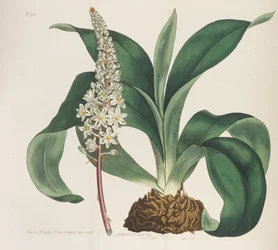 Botanisches Magazin, 1787-1833