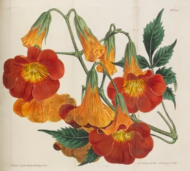 Botanisches Magazin, 1787-1833