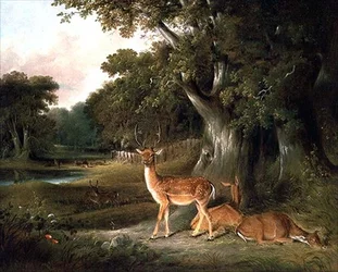 Hirsche in einer bewaldeten Landschaft