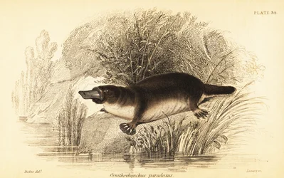 Schnabeltier, Ornithorhynchus anatinus