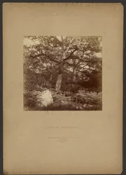 Wald von Fontainebleau