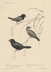 Spermestes Nigriceps (männlich und weiblich) und Spermestes Fuscans, Lithographie von J.T. Bowen, 1850