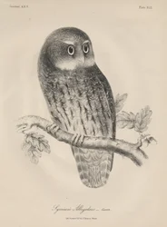 Syrnium Albogularis, Lithographie von J.T. Bowen, 1850