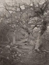 Forêt de Fontainebleau, 1870er