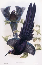 Epimachus Ellioti, Ward, ca. 1891-1898
