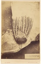 [Fossil eines Seelilien]