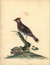 Seidenschwanz, Bombycilla garrulus. (Wachsplauderer, Ampelis garrulus) Handkolorierter Kupferstich einer Illustration von A (Ann) Hayes aus William Hayes