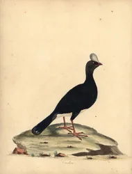 Hornhokko, Pauxi unicornis. Gefährdet. Handkolorierter Kupferstich von William Hayes aus Portraits of Rare and Curious Birds from the Menagery of Osterly Park