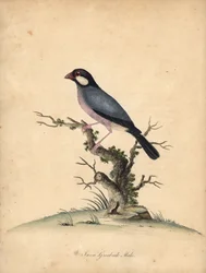Java-Sperling, Lonchura oryzivora. Handkolorierter Kupferstich einer Illustration von William Hayes aus 