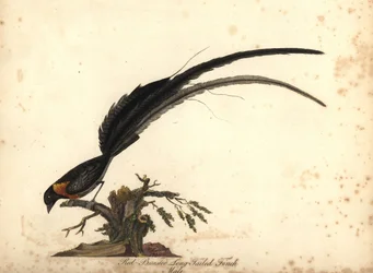 Langschwanz-Paradieswitwe, Vidua paradisaea, Männchen. Handkolorierte Kupferstichgravur einer Illustration von William Hayes aus Portraits of Rare and Curious Birds from the Menagery of Osterly Park