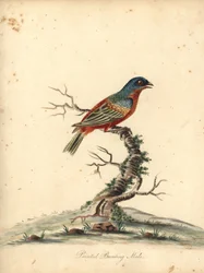 Papstfink, Passerina ciris, Männchen. Nahezu bedroht. Handkolorierter Kupferstich einer Illustration von William Hayes aus Portraits of Rare and Curious Birds from the Menagery of Osterly Park (London: Bulmer)