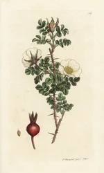 Rosa spinosissima. Handkolorierter Kupferstich von James Sowerby aus James Smiths English Botany, London