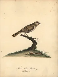 Rotnacken-Lori, Lorius domicella. Gefährdet. Schwarzgekrönter Lori, Psittacus domicilla. Handkolorierter Kupferstich einer Illustration von William Hayes aus Portraits of Rare and Curious Birds from the Menagery of Osterly Park (London: Bulmer)