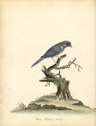 Rotwangen-Cordonbleu, Uraeginthus bengalus. Handkolorierter Kupferstich einer Illustration von William Hayes aus 
