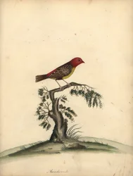 Tigerfink, Amandava amandava. Handkolorierter Kupferstich von William Hayes aus Portraits of Rare and Curious Birds from the Menagery of Osterly Park