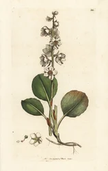 Rundblättriges Wintergrün, Pyrola rotundifolia. Handkolorierte Kupferstichgravur von James Sowerby aus James Smith