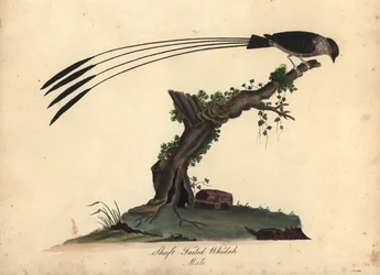 Schaftschwanzwitwe, Vidua regia. Handkolorierter Kupferstich einer Illustration von William Hayes und seiner Tochter M (Matilda) aus Portraits of Rare and Curious Birds from the Menagery of Osterly Park, London