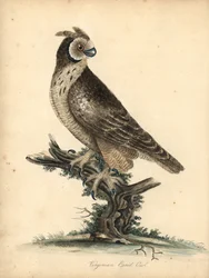 Kurzohreule, Asio flammeus. Handkolorierte Kupferstichgravur einer Illustration von William Hayes und seiner Tochter Matilda aus Portraits of Rare and Curious Birds from the Menagery of Osterly Park