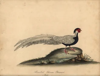 Silberfasan, Lophura nycthemera, männlich. Handkolorierter Kupferstich einer Illustration von C. Hayes aus William Hayes