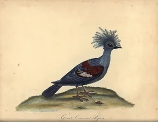 Westliche Krontaube, Goura cristata. Handkolorierter Kupferstich einer Illustration von William Hayes aus Portraits of Rare and Curious Birds from the Menagery of Osterly Park, London