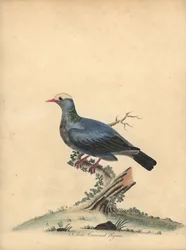 Weißkronentaube, Patagioenas leucocephala. Handkolorierter Kupferstich von William Hayes aus Portraits of Rare and Curious Birds from the Menagery of Osterly Park