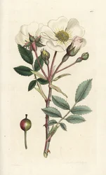 Weiße Hundsrose, Rosa arvensis. Handkolorierte Kupferstichgravur von James Sowerby aus James Smith