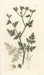 Weiße Spitzenblume, Orlaya grandiflora