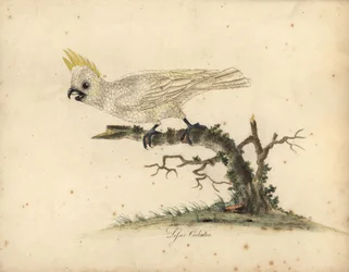 Gelbwangenkakadu, Cacatua sulphurea. Handkolorierte Kupferstichgravur einer Illustration von William Hayes aus Portraits of Rare and Curious Birds from the Menagery of Osterly Park