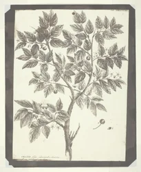 Kopie einer botanischen Gravur von "Celtis"