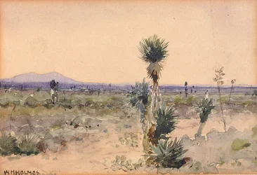 Yuccaland - Chihuahua, Mexiko