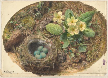 Vogelnestchen