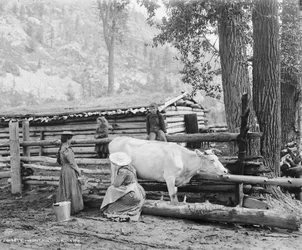 Bergmilchmädchen in Colorado, um 1900
