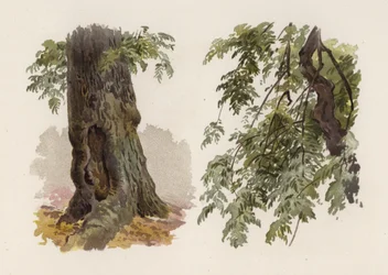 Bäume: Die Esche (Farblithografie)