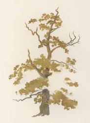 Bäume: Die Eiche