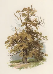 Bäume: Die Eiche (Farblitho)