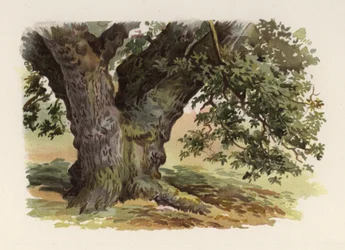 Bäume: Die Eiche (Farblitho)
