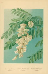 Akazie, Blume und Laub