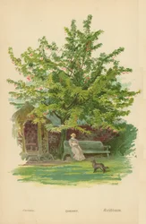 Kirsche