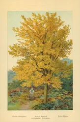 Feldahorn (Herbstlaub)