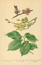 Blumen, Früchte und Blätter der Ulme