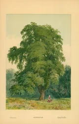 Hainbuche