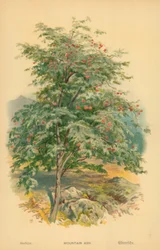 Eberesche