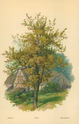 Birne
