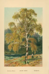 Silberbirke