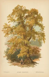 Esskastanie