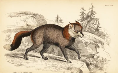 Amerikanischer Kreuzfuchs, Vulpes vulpes