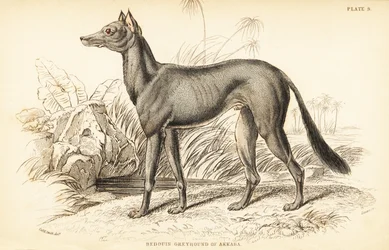 Arabischer Windhund, Canis lupus familiaris
