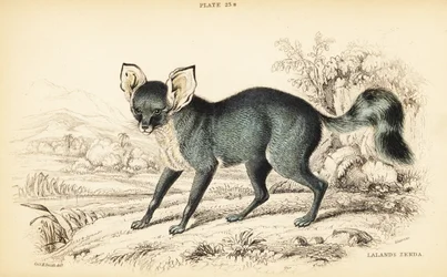 Löffelhund, Otocyon megalotis