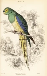 Blauflügeliger Papagei, Neophema chrysostoma