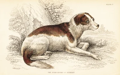 Deutsche Dogge, Canis lupus familiaris